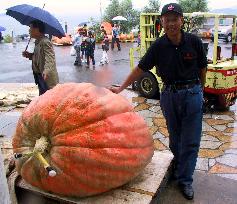 Giant 370-kg pumpkin judged heaviest in Japan